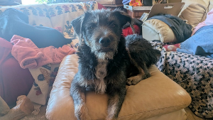Lost Pet: Killer