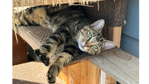 Lost Pet: Marbles