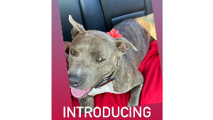 Lost Pet: Bella Burnett