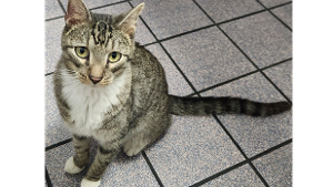 Lost Pet: Salvador