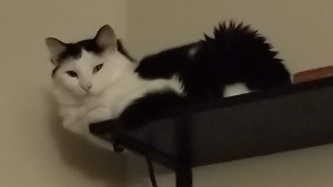Lost Pet: Jazmin