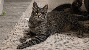Lost Pet: Nymphia