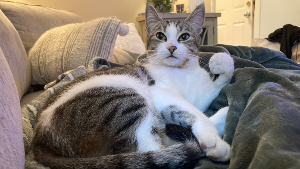 Lost Pet: Kitten