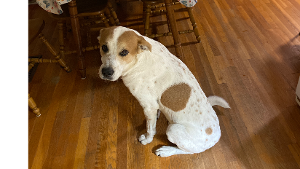 Lost Pet: Charlie/Goofball