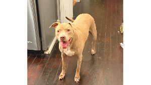 Lost Pet: Eva