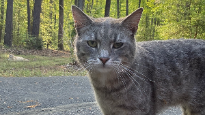 Lost Pet: Bentley