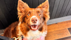 Lost Pet: Mora O'Farrill