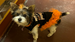 Lost Pet: Coco Chanel