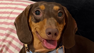Lost Pet: Charlie