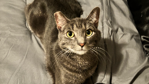 Lost Pet: Nermal