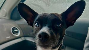 Lost Pet: Maxx