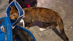 Lost Pet: Nyx Harrington
