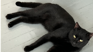 Lost Pet: Aries