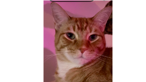 Lost Pet: OJ