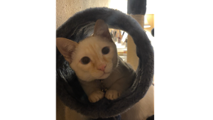 Lost Pet: Milo