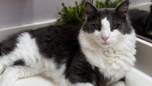 Lost Pet: Rico