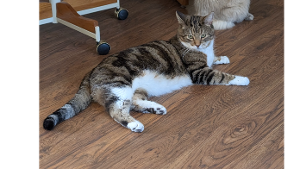 Lost Pet: Jack