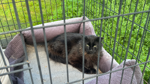 Lost Pet: Little Fella