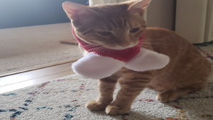 Lost Pet: George