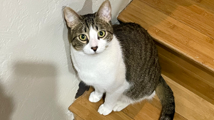 Lost Pet: Clyde