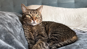 Lost Pet: Dash
