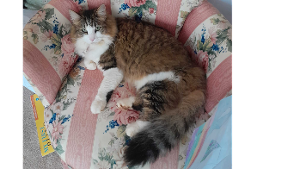 Lost Pet: Tress