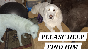 Lost Pet: Clyde