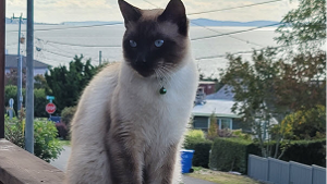 Lost Pet: Charlie