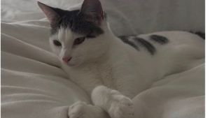 Lost Pet: Dolly