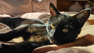 Lost Pet: Archie