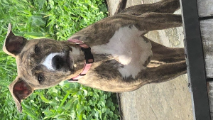 Lost Pet: CRICKET