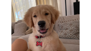 Lost Pet: Kai