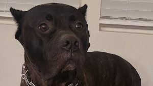 Lost Pet: Bala