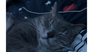 Lost Pet: Greyson