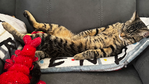 Lost Pet: Pharaoh