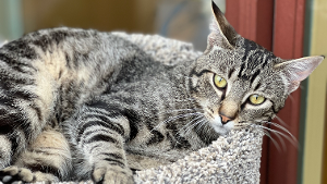 Lost Pet: Cash