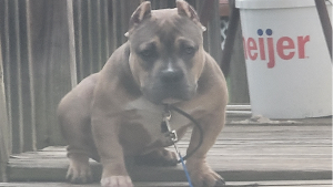 Lost Pet: Creed Ransom