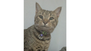 Lost Pet: Freya