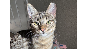 Lost Pet: Jan SL # 42157