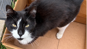 Lost Pet: Paddy