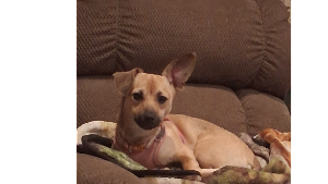 Lost Pet: Ana