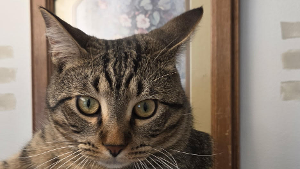 Lost Pet: Benny