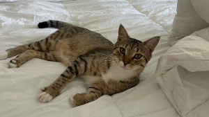 Lost Pet: Rufus