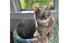 Lost Pet: Togo