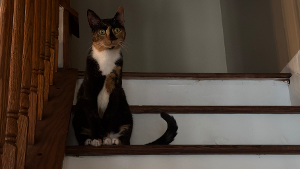 Lost Pet: Meleys