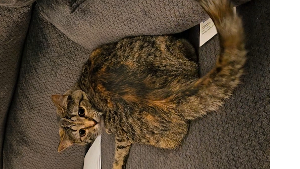 Lost Pet: Coral
