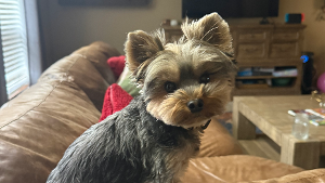 Lost Pet: Tito