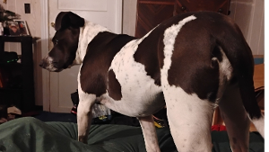 Lost Pet: Jazz