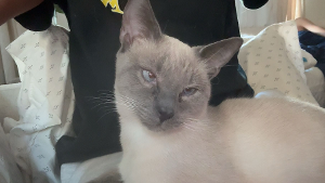 Lost Pet: Bill