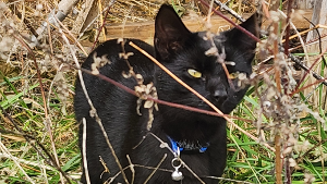 Lost Pet: Jekyll